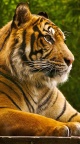 Tigre profil