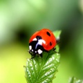 Ladybug iPhone 6 Wallpaper