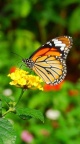 Papillon - fond 750x1334