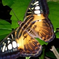 Papillon 750x1334
