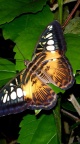 Papillon 750x1334