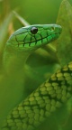 Green snake iPhone 6 Wallpapers