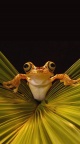Gros plan grenouille - iPhone 6