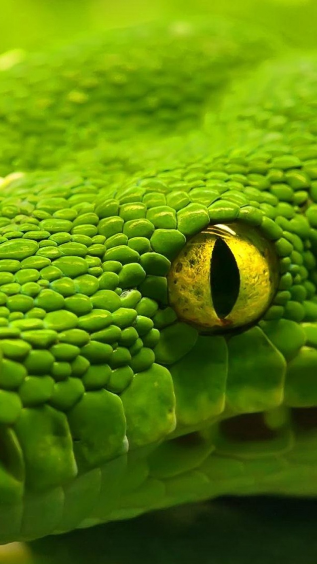 Oeil serpent vert - fond pour smartphone.jpg