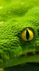 Oeil serpent vert - fond pour smartphone
