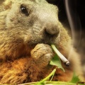 Marmotte qui fume