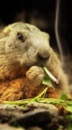 Marmotte qui fume