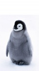 Bébé pingouin