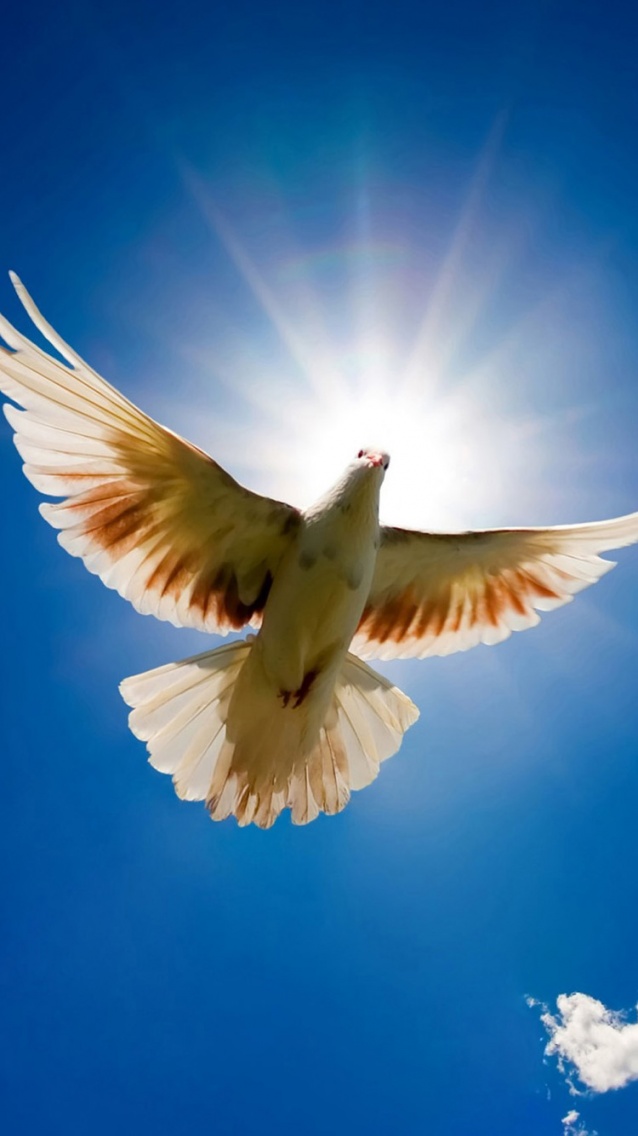 Dove bird from sky iPhone 6 Wallpapers