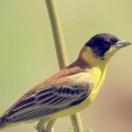 Oiseau fond ecran iPhone 6 (1)