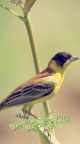 Oiseau fond ecran iPhone 6 (1)