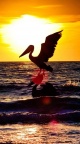 Oiseau fond ecran iPhone 6 (7)
