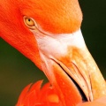 Oiseau fond ecran iPhone 6 (11)