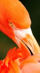Oiseau fond ecran iPhone 6 (11)