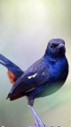 Oiseau fond ecran iPhone 6 (13)