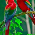 Perroquet multicolor