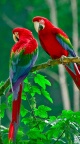 Perroquet multicolor