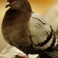 Pigeon fond iPhone 6