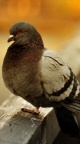 Pigeon fond iPhone 6