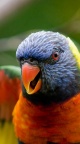 Rainbow lorikeet parrot iPhone 6 Wallpapers