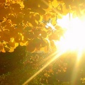 Soleil à travers les feuilles