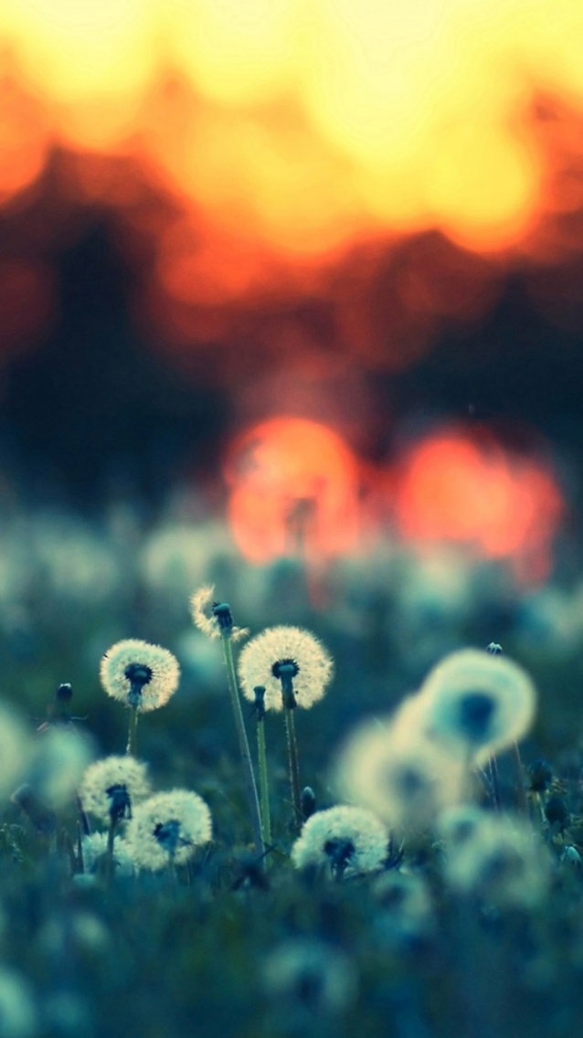 Sunset Flowers - iPhone 6 Wallpapers.jpg