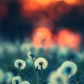 Sunset Flowers - iPhone 6 Wallpapers