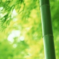 Bambou - fond ecran HD iPhone