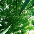 Bamboo Wallpaper iPhone 6