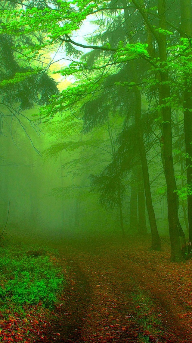 Chemin brume forêt