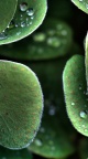 Goutte plante - Phone Wallpaper (1)