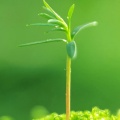 Jeune pousse plante - iPhone 6 (1)