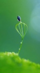 Jeune pousse plante - iPhone 6 (3)