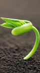 Jeune pousse plante - iPhone 6 (4)