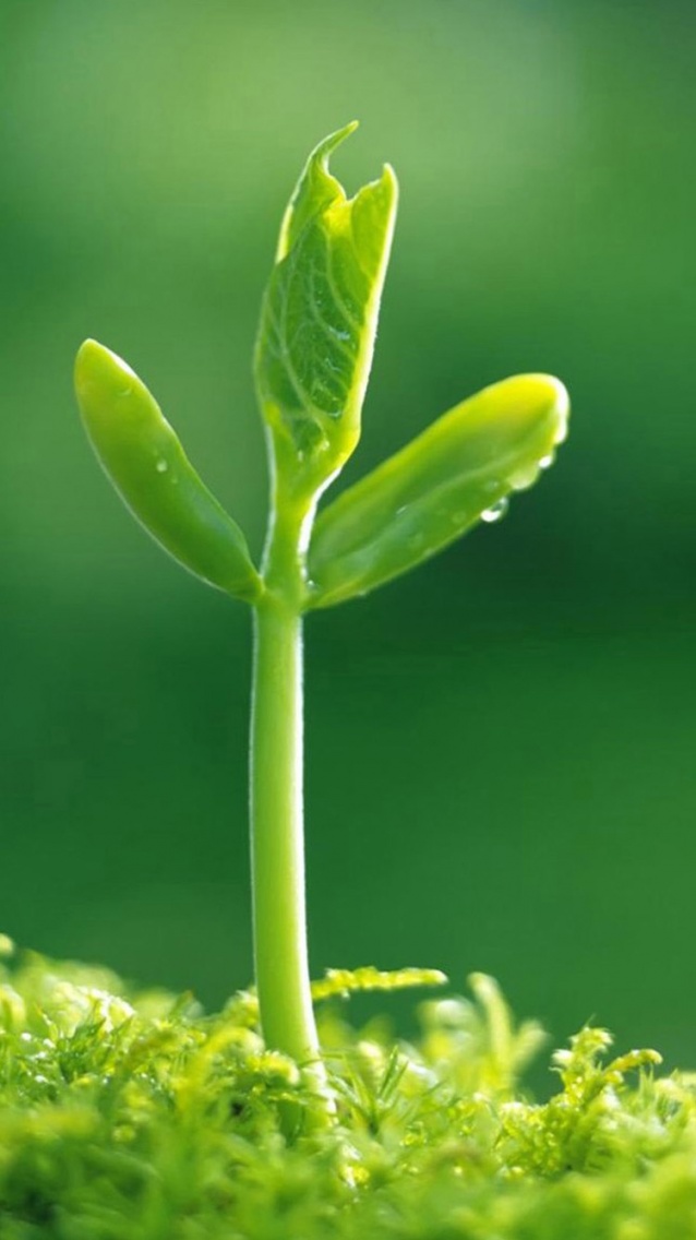 Jeune pousse plante - iPhone 6 (6).jpg