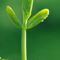 Jeune pousse plante - iPhone 6 (6)