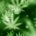 Marijuana Fond ecran 750x1334