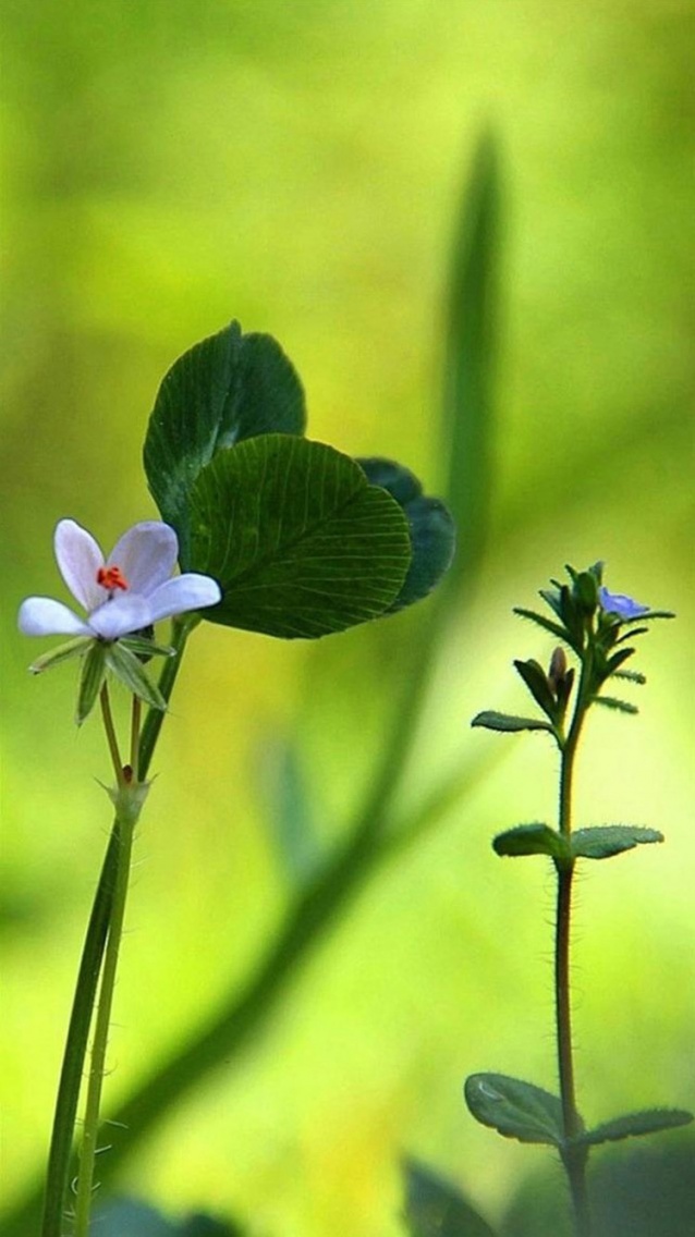 Petite fleur - Nature HD.jpg