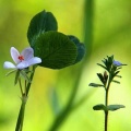 Petite fleur - Nature HD