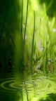 Ronds eau herbes