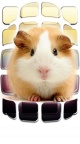 Hamster - fond iPhone 6