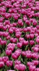 Fond d\'écran Tulipes