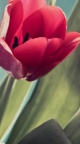 Photo Tulipes - 750x1334
