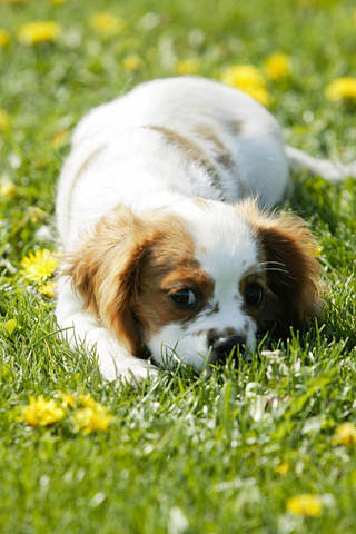 Animal Dog flower.jpg