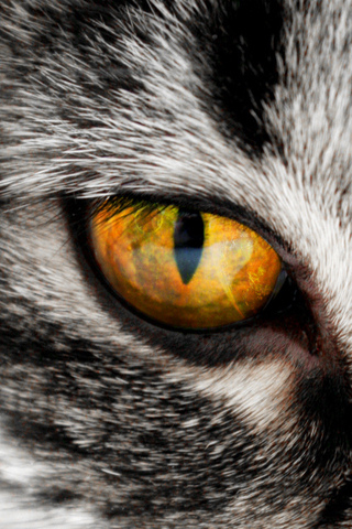 04327 cat eye.jpg
