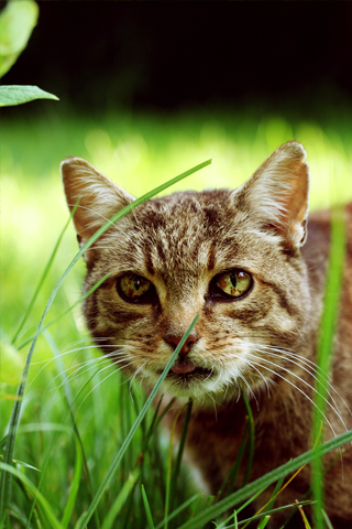 chat dans l'herbe.png