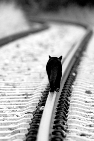 chat marchant sur des rails fond iphone