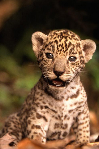 03973 leopard baby.jpg