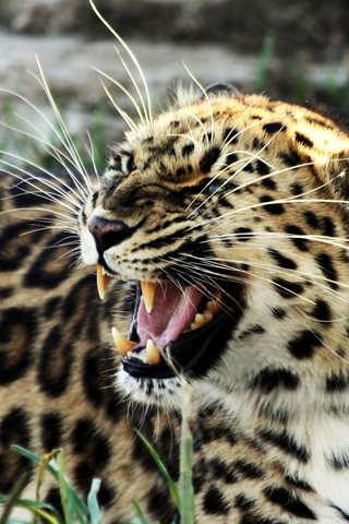 Leopard iphone.jpg