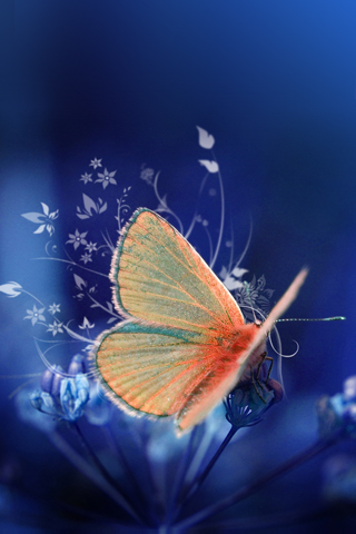 04128 butterfly.jpg